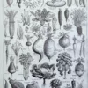 nlu2-legumes-botanique-a20 Légumes et plantes potagères, planche botanique 1949 – verso du document ancien