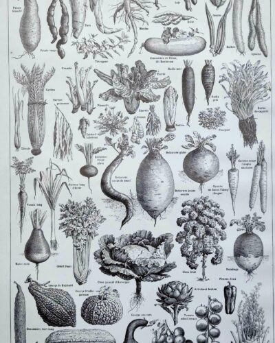 Légumes et plantes potagères, planche botanique 1949