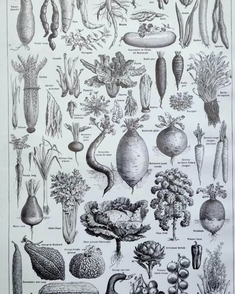 nlu2-legumes-botanique-a20 Légumes et plantes potagères, planche botanique 1949 – verso du document ancien