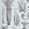 Légumes et plantes potagères, planche botanique 1949