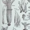 nlu2-legumes-botanique-a22 Légumes et plantes potagères, planche botanique 1949 – verso encadré en décoration murale