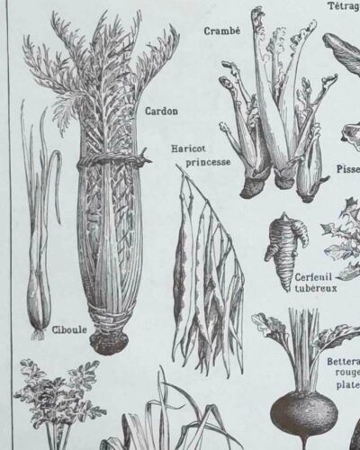 Légumes et plantes potagères, planche botanique 1949