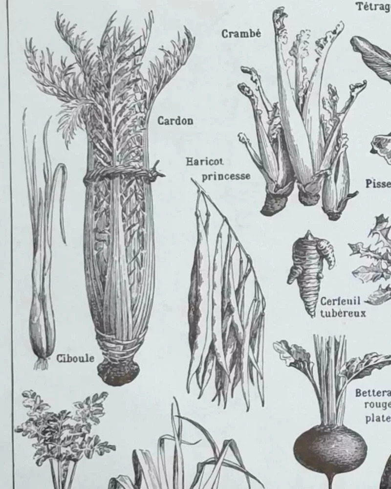 nlu2-legumes-botanique-a22 Légumes et plantes potagères, planche botanique 1949 – verso encadré en décoration murale