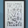 Légumes et plantes potagères, planche botanique 1949