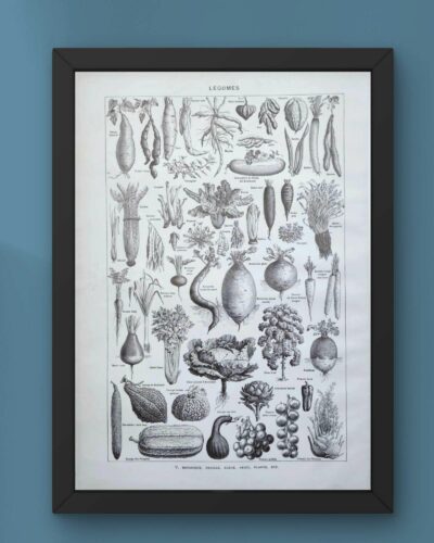 Légumes et plantes potagères, planche botanique 1949