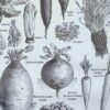 Légumes et plantes potagères, planche botanique 1949