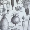 nlu2-legumes-botanique-b22 Légumes et plantes potagères, planche botanique 1949 – verso encadré en décoration murale