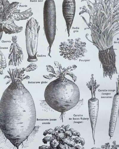 Légumes et plantes potagères, planche botanique 1949