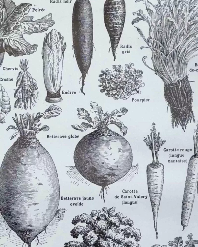 nlu2-legumes-botanique-b22 Légumes et plantes potagères, planche botanique 1949 – verso encadré en décoration murale