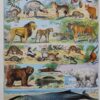 nlu2-mammiferes-baleine-a10 Mammifères, baleine, lion et ours, planche zoologique 1949