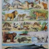 Mammifères, baleine, lion et ours, planche zoologique 1949 – planche ancienne entière