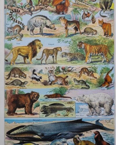 nlu2-mammiferes-baleine-a10 Mammifères, baleine, lion et ours, planche zoologique 1949