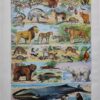 nlu2-mammiferes-baleine-a11 Mammifères, baleine, lion et ours, planche zoologique 1949