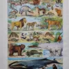 Mammifères, baleine, lion et ours, planche zoologique 1949