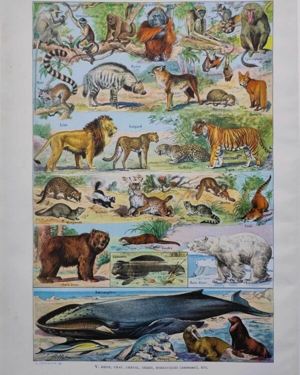 Mammifères, baleine, lion et ours, planche zoologique 1949