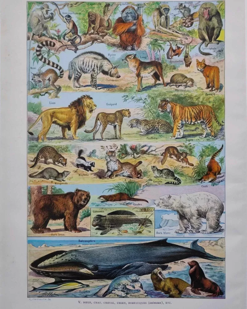 Mammifères, baleine, lion et ours, planche zoologique 1949