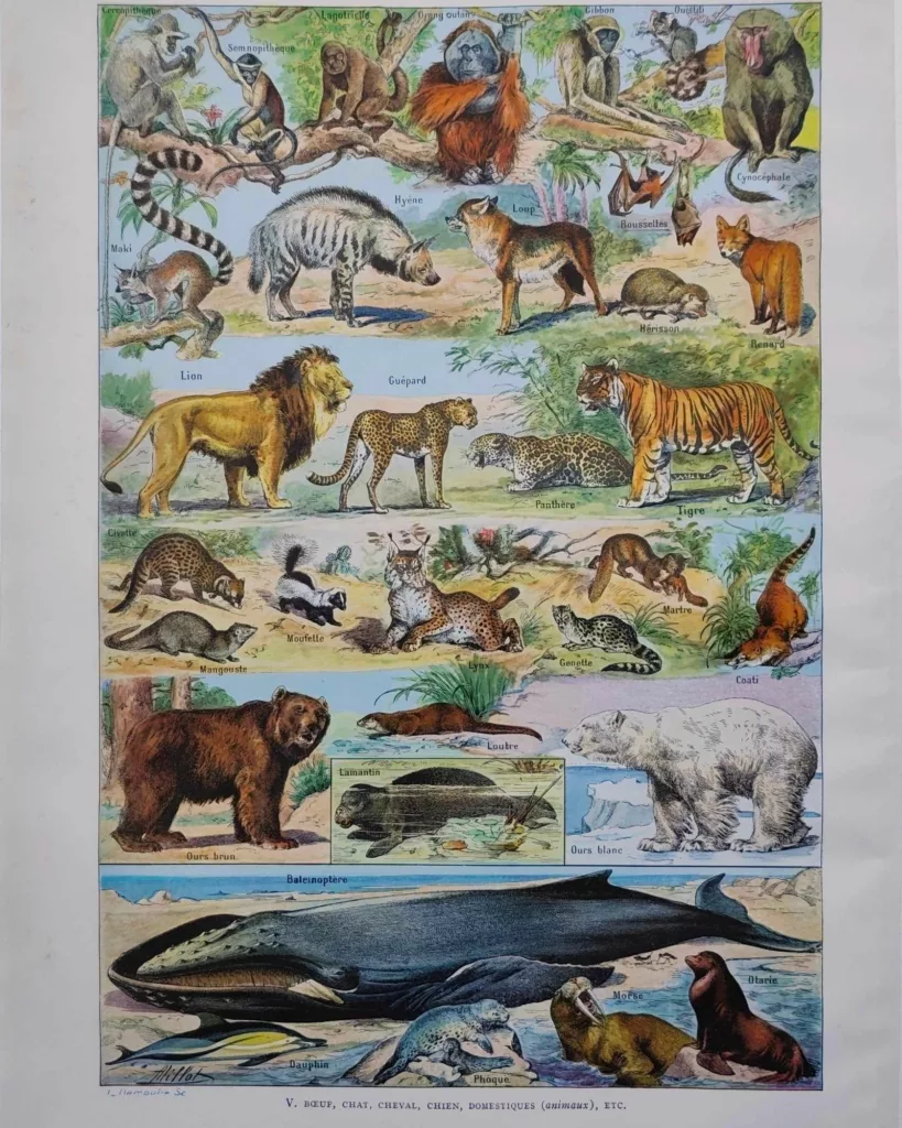 Mammifères, baleine, lion et ours, planche zoologique 1949