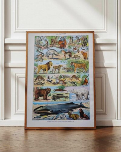 nlu2-mammiferes-baleine-a12 Mammifères, baleine, lion et ours, planche zoologique 1949