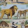 nlu2-mammiferes-baleine-a13 Mammifères, baleine, lion et ours, planche zoologique 1949