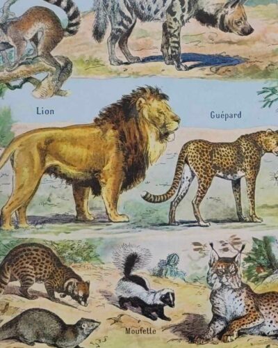 nlu2-mammiferes-baleine-a13 Mammifères, baleine, lion et ours, planche zoologique 1949