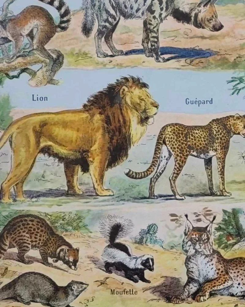 Mammifères, baleine, lion et ours, planche zoologique 1949 – détail de la planche ancienne