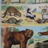 nlu2-mammiferes-baleine-a14 Mammifères, baleine, lion et ours, planche zoologique 1949