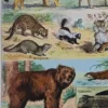 Mammifères, baleine, lion et ours, planche zoologique 1949 – détail de la planche ancienne