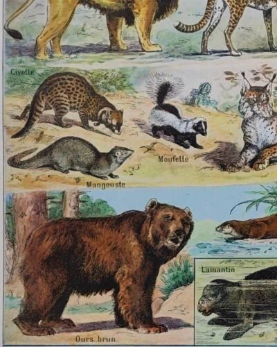 nlu2-mammiferes-baleine-a14 Mammifères, baleine, lion et ours, planche zoologique 1949