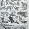 nlu2-mammiferes-baleine-a20 Mammifères, baleine, lion et ours, planche zoologique 1949
