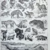 Mammifères, baleine, lion et ours, planche zoologique 1949 – verso du document ancien