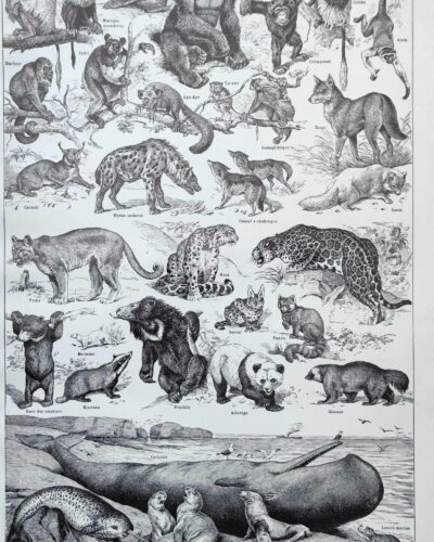 nlu2-mammiferes-baleine-a20 Mammifères, baleine, lion et ours, planche zoologique 1949