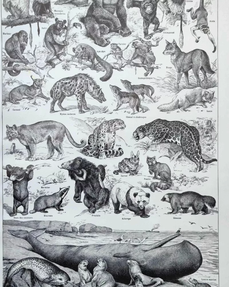 Mammifères, baleine, lion et ours, planche zoologique 1949 – verso du document ancien