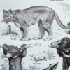 nlu2-mammiferes-baleine-a22 Mammifères, baleine, lion et ours, planche zoologique 1949