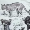 Mammifères, baleine, lion et ours, planche zoologique 1949 – verso encadré en décoration murale
