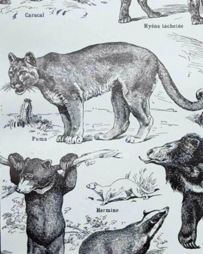 nlu2-mammiferes-baleine-a22 Mammifères, baleine, lion et ours, planche zoologique 1949