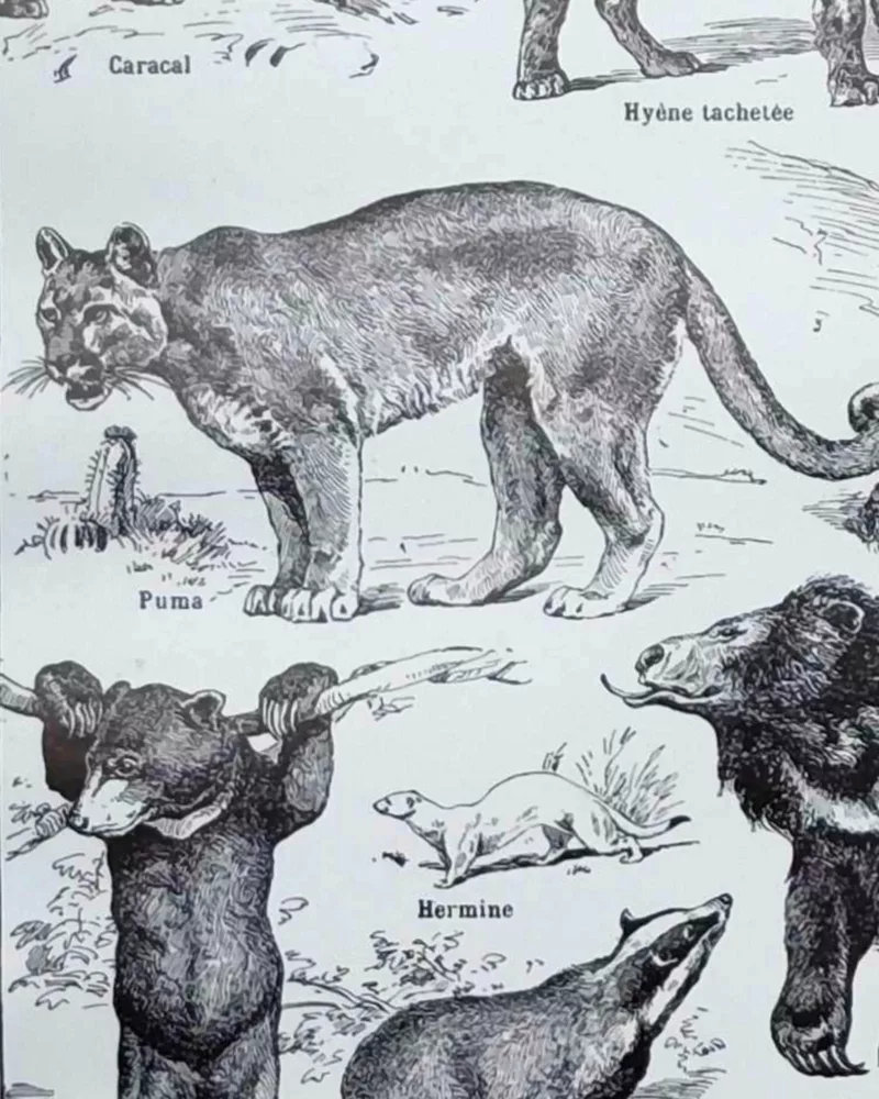 Mammifères, baleine, lion et ours, planche zoologique 1949 – verso encadré en décoration murale