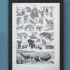 nlu2-mammiferes-baleine-b21 Mammifères, baleine, lion et ours, planche zoologique 1949