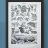 Mammifères, baleine, lion et ours, planche zoologique 1949 – verso du document ancien