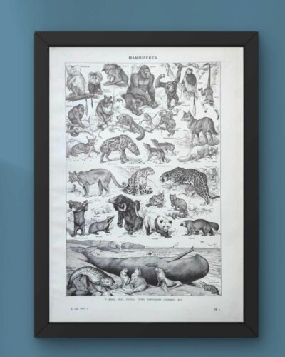 nlu2-mammiferes-baleine-b21 Mammifères, baleine, lion et ours, planche zoologique 1949