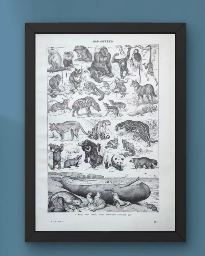Mammifères, baleine, lion et ours, planche zoologique 1949 – verso du document ancien