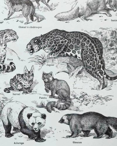nlu2-mammiferes-baleine-b22 Mammifères, baleine, lion et ours, planche zoologique 1949