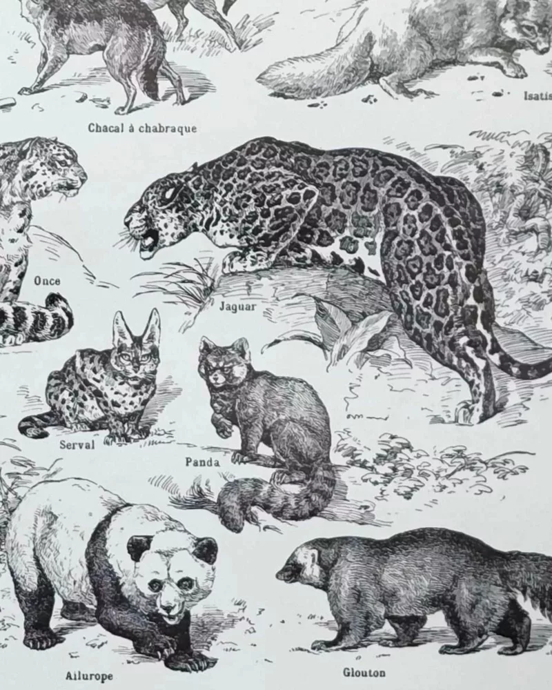 Mammifères, baleine, lion et ours, planche zoologique 1949 – verso encadré en décoration murale