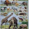 nlu2-mammiferes-elephant-a10 Mammifères, éléphants et girafes, planche zoologique 1949