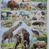 Mammifères, éléphants et girafes, planche zoologique 1949 – planche ancienne entière