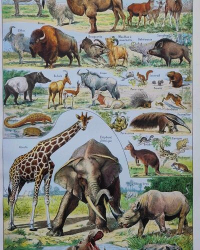 nlu2-mammiferes-elephant-a10 Mammifères, éléphants et girafes, planche zoologique 1949