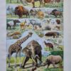 nlu2-mammiferes-elephant-a11 Mammifères, éléphants et girafes, planche zoologique 1949