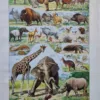 Mammifères, éléphants et girafes, planche zoologique 1949