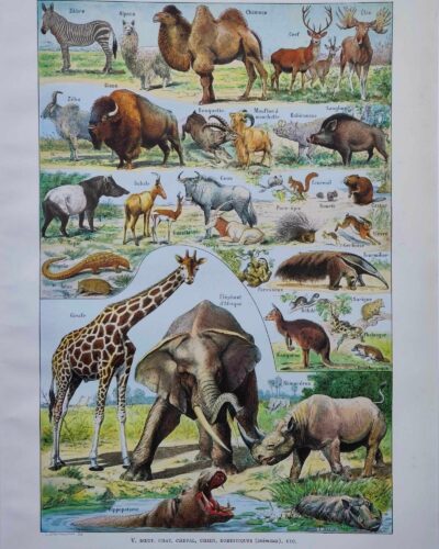 nlu2-mammiferes-elephant-a11 Mammifères, éléphants et girafes, planche zoologique 1949