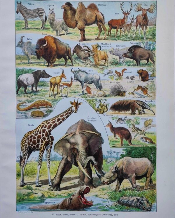 Mammifères, éléphants et girafes, planche zoologique 1949