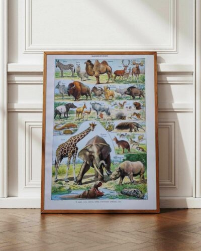 nlu2-mammiferes-elephant-a12 Mammifères, éléphants et girafes, planche zoologique 1949